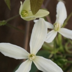 Clematis armandii 
