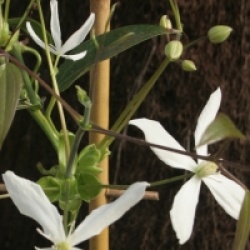 Clematis armandii 