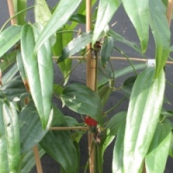 Clematis armandii 