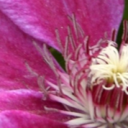 Clematis 'Akaishi'