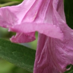 Clematis 'Aljonushka'