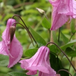 Clematis 'Aljonushka'