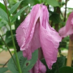 Clematis 'Aljonushka'