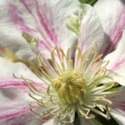 Clematis 'Andromeda'