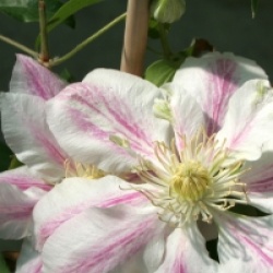 Clematis 'Andromeda'