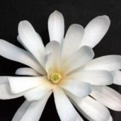 Magnolia stellata 'Royal Star' - Magnolia Royal Star