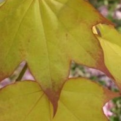 Acer cappadocicum 'Aureum' - �rable de Colchide dor�
