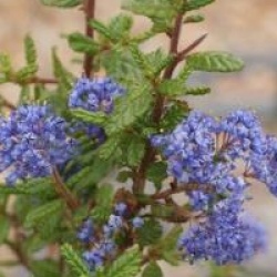 Ceanothus 'Julia Phelps'