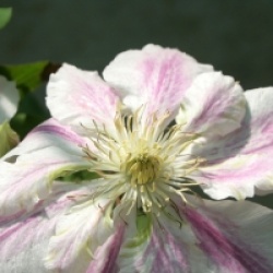 Clematis 'Andromeda'