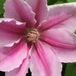 Clematis 'Bees Jubilee'