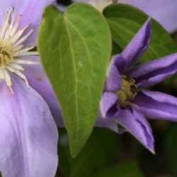 Clematis 'Blue Eyes'