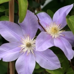 Clematis 'Blue Eyes'