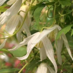 Clematis 'Broughton Bride' - Cl�matite Broughton Bride