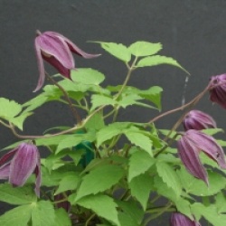 Clematis 'Brunette' - Cl�matite Brunette