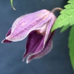 Clematis 'Brunette'