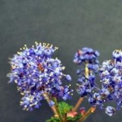 Ceanothus 'Julia Phelps'