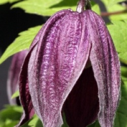 Clematis 'Brunette'