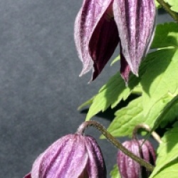 Clematis 'Brunette'