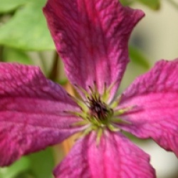 Clematis viticella 'Carmencita' - Cl�matite viticella Carmencita