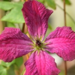 Clematis viticella 'Carmencita'