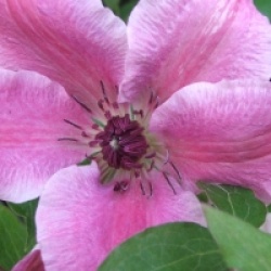Clematis 'Carnaby'