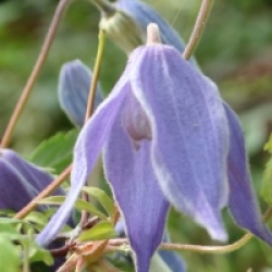 Clematis alpina 'Cyanea' 