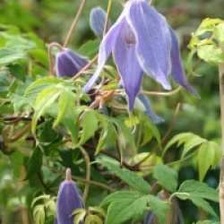 Clematis alpina 'Cyanea' 