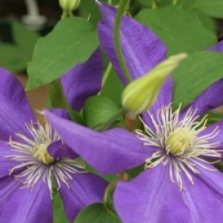 Clematis 'Daniel Deronda' - Cl�matite Daniel Deronda
