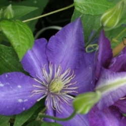 Clematis 'Daniel Deronda'