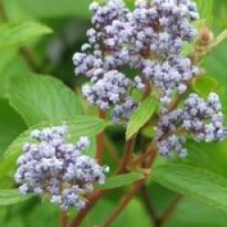 Ceanothus Marie Bleu 'Minmari' - C�anothe Marie Bleu