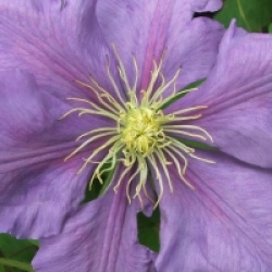 Clematis 'General Sikorski' - Cl�matite G�n�ral Sikorski