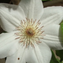 Clematis 'Mrs George Jackman' - Cl�matite Mrs George Jackman