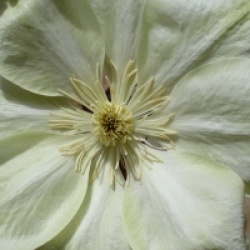 Clematis 'Guernsey Cream'