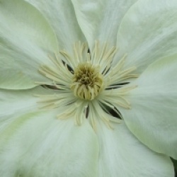 Clematis 'Guernsey Cream'