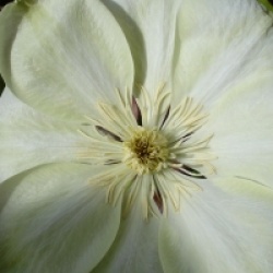 Clematis 'Guernsey Cream'