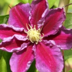Clematis 'Hania' - Cl�matite Hania