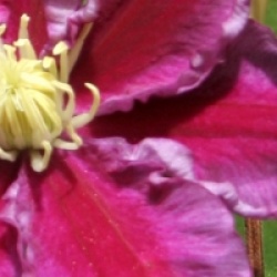 Clematis 'Hania'