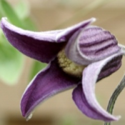 Clematis 'Fascination' �