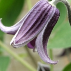 Clematis 'Fascination' �