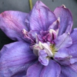 Clematis 'Vyvyan Pennell' - Cl�matite Vyvyan Pennell