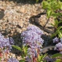 Ceanothus Marie Bleu 'Minmari'