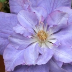 Clematis 'Vyvyan Pennell'