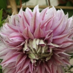 Clematis Josephine ('Evijohill') - Cl�matite Jos�phine