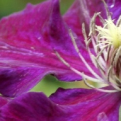 Clematis 'Julka'