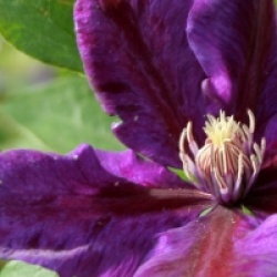 Clematis 'Julka'