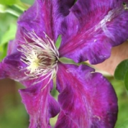 Clematis 'Julka'