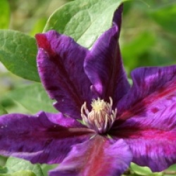 Clematis 'Julka'