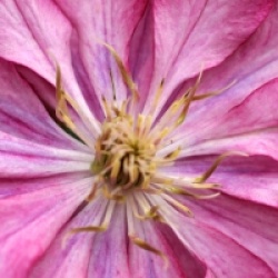 Clematis 'Kaen' - Cl�matite Kaen