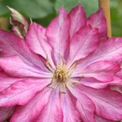 Clematis 'Kaen'