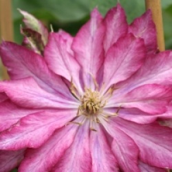 Clematis 'Kaen'